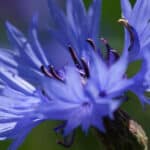 Masque violet anti-jaunissement Bellezza – Image 4