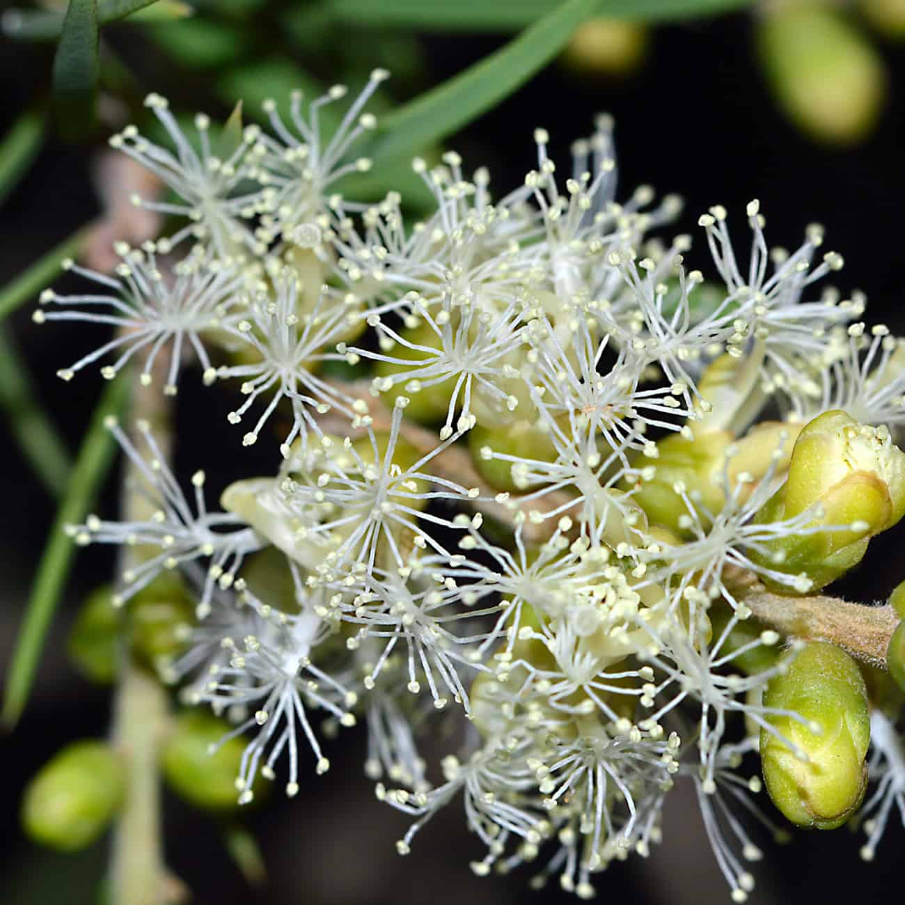 Lotion anti-pelliculaire et cheveux gras Biokap