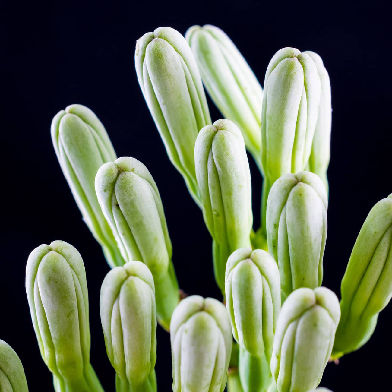 Shampooing naturel anti-pellicualire Biokap