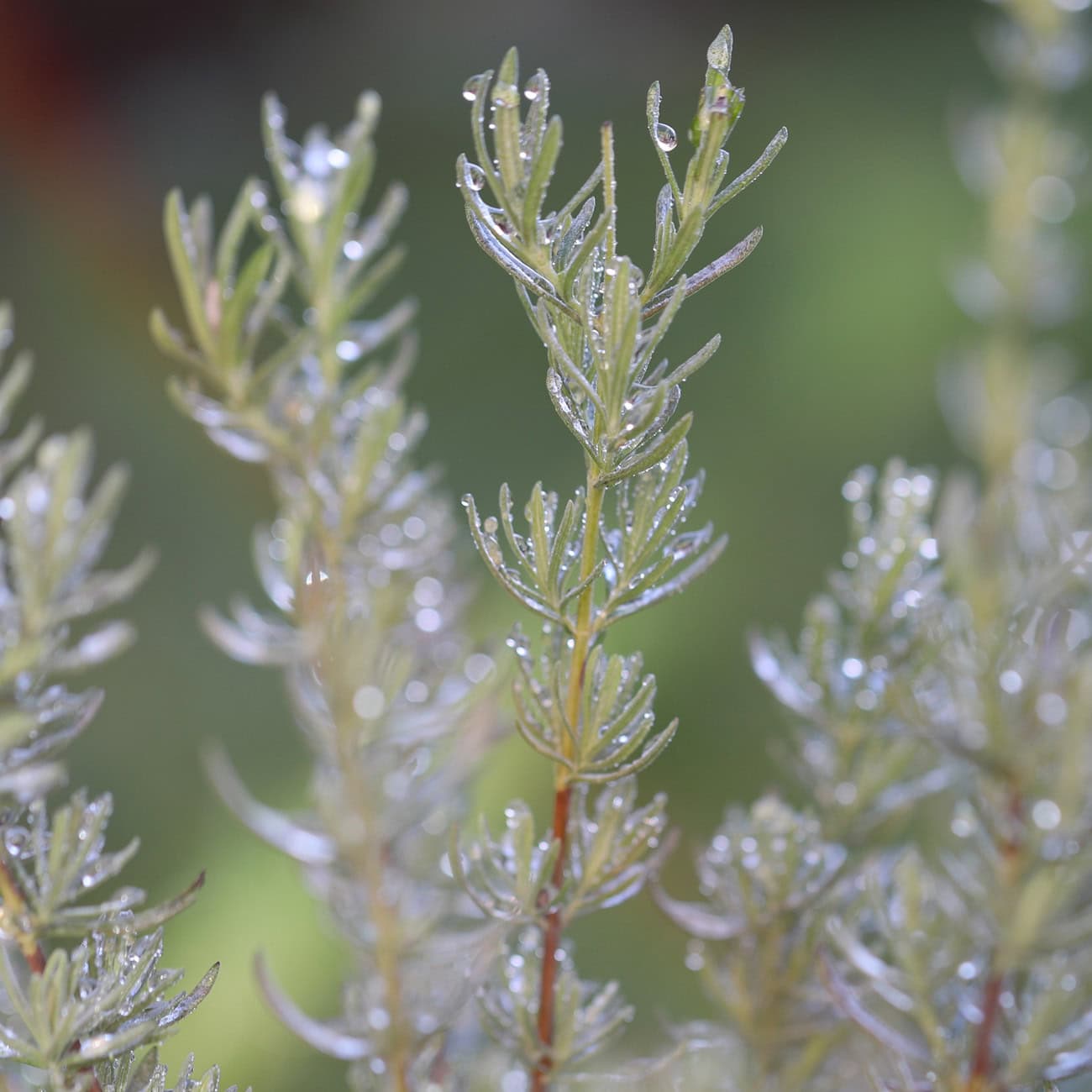 Shampooing naturel anti-pellicualire Biokap