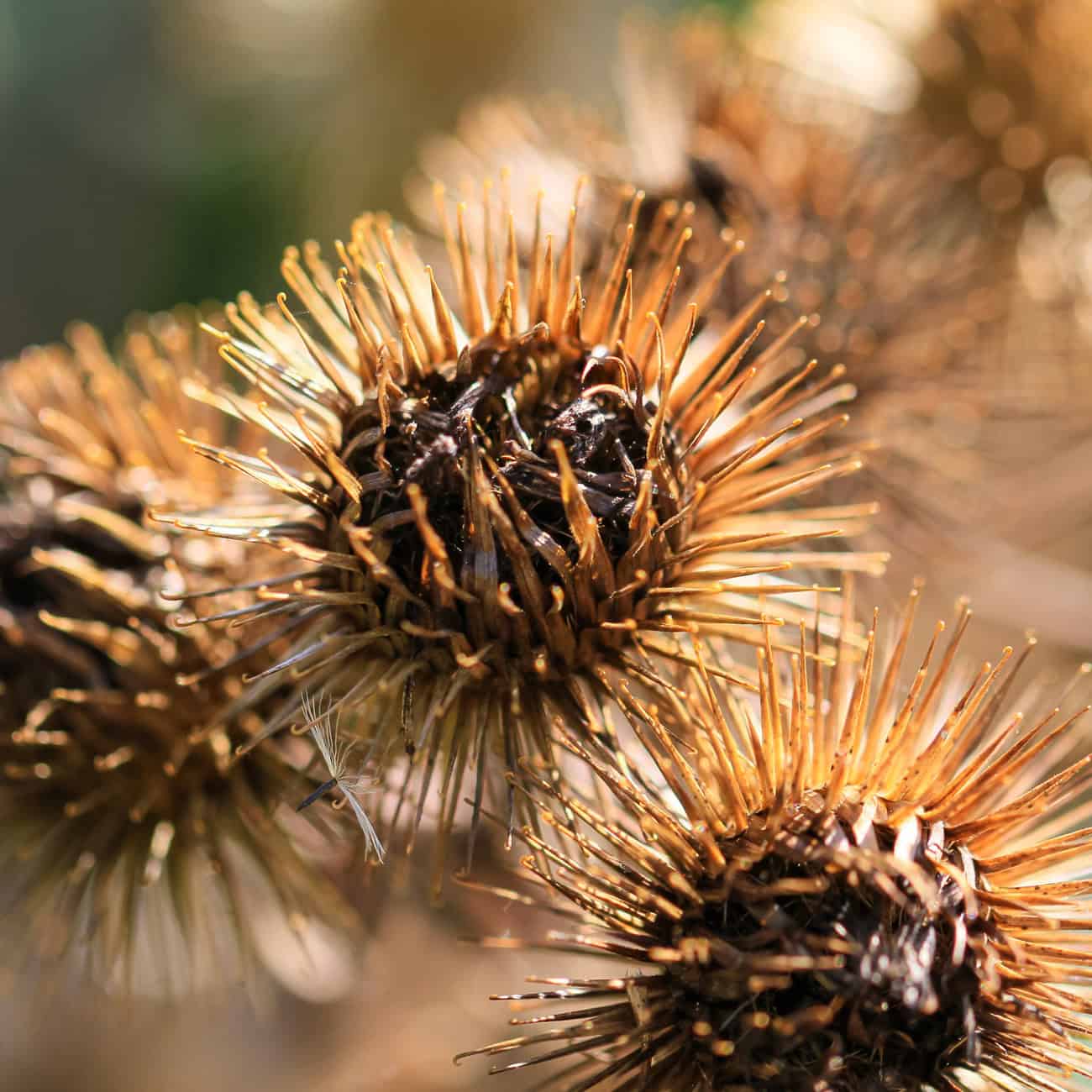 Shampooing cheveux gras Bellezza – Image 2