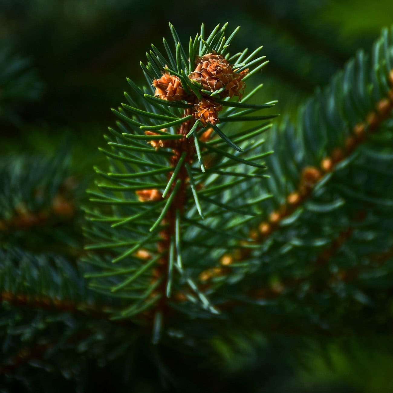 Shampooing naturel cheveux gras Biokap