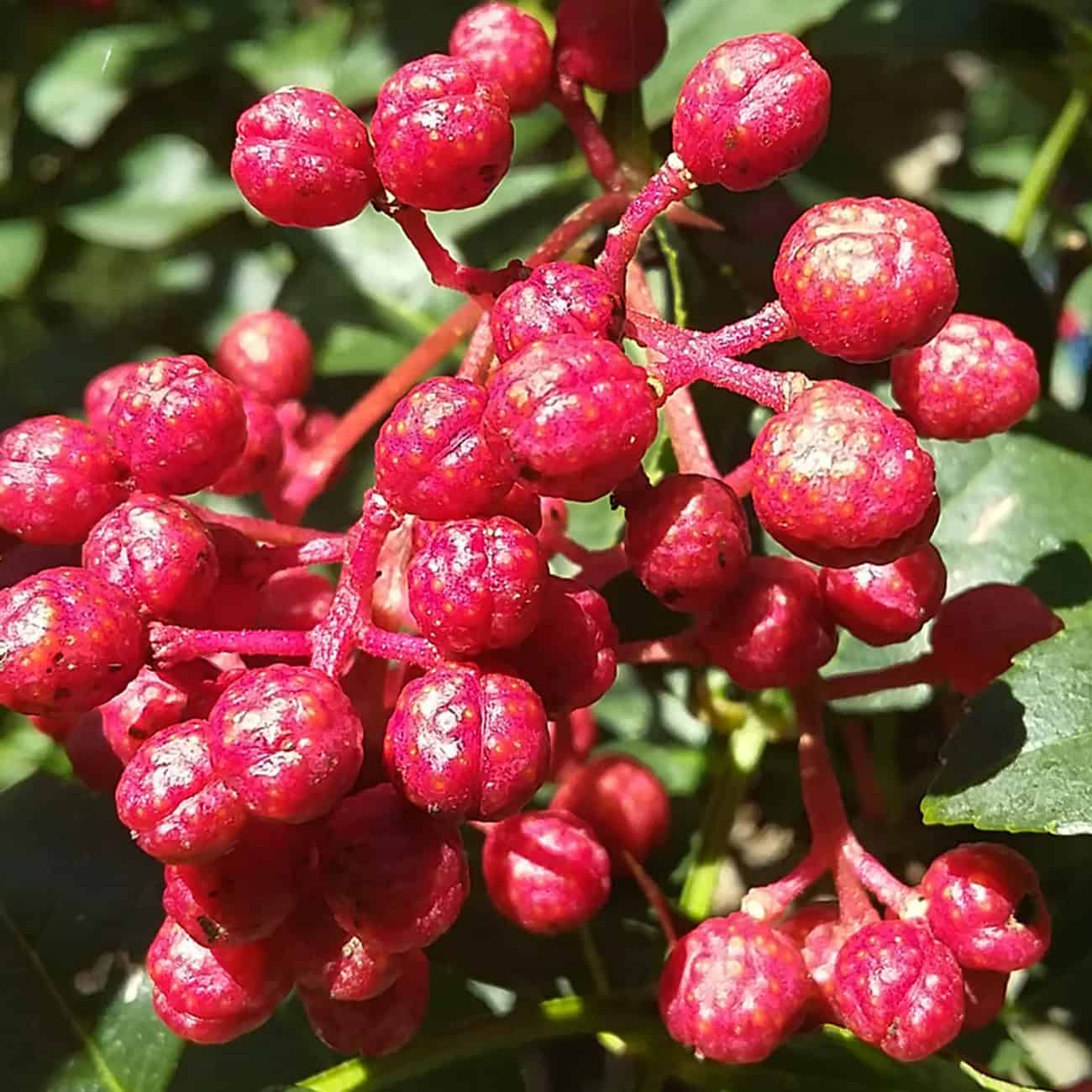 Shampooing huile naturel apaisant Biokap