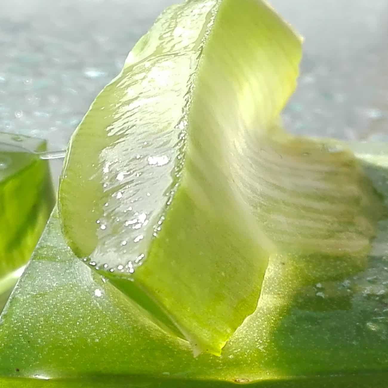 Shampooing naturel cheveux secs nourrissant réparateur Biokap