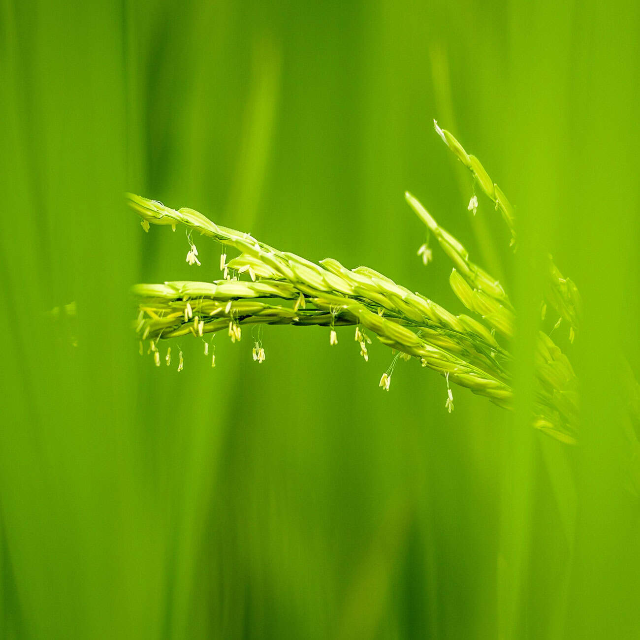 Shampooing naturel cheveux secs nourrissant réparateur Biokap
