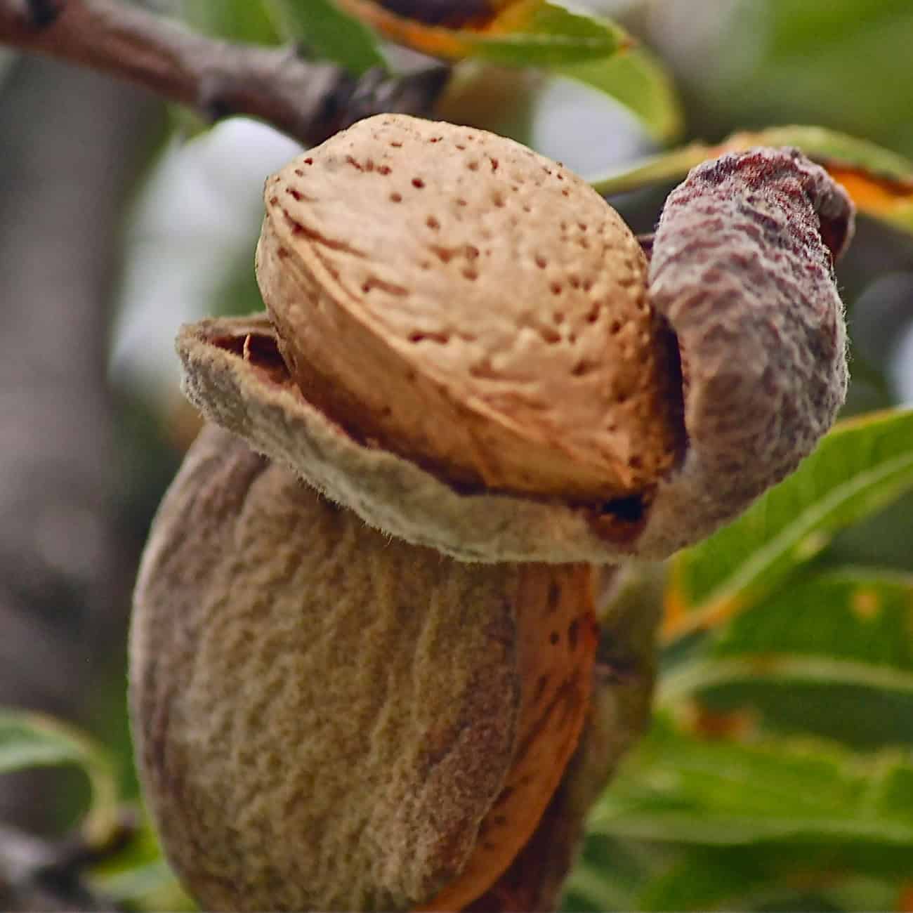 Shampooing doux et naturel usage fréquent Bellezza de Biokap