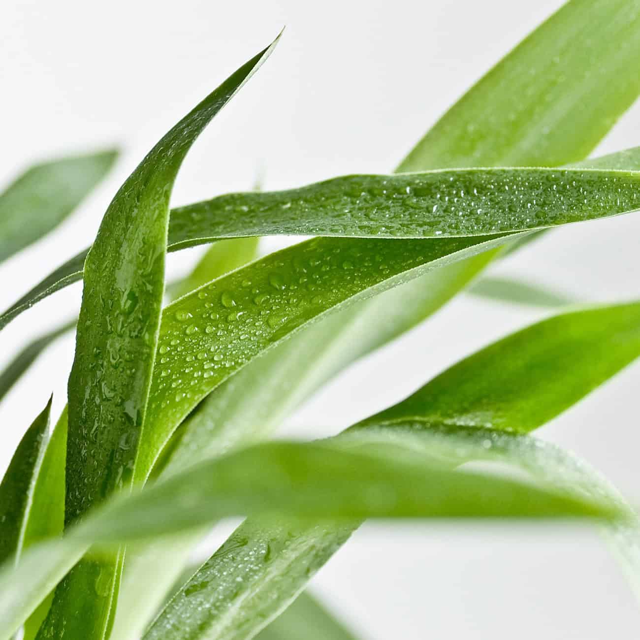 Shampooing doux et naturel usage fréquent Bellezza de Biokap